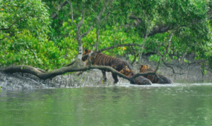 sundarban tour package