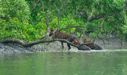 Sundarban Tour Package: Explore the Enchanting Mangrove Forests