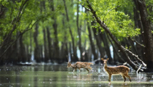 Sundarban Travels: Explore the Enchanting Mangroves of India