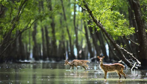 Sundarban Travels: Explore the Enchanting Mangroves of India