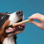 Chewing Behavior Training for Dogs: Expert Guide