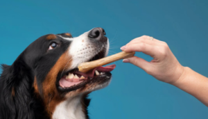 Chewing Behavior Training for Dogs: Expert Guide
